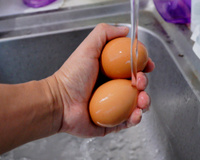 Saiba se devemos ou não lavar o ovo: tire sua dúvida