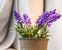 O segredo das lavandas: o item simples no solo que transforma as flores em uma planta exuberante