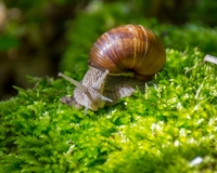 Se você vir um caracol andando pela sua casa ou jardim, nós lhe diremos o que isso significa e por que é algo bom