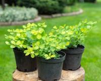 Poucos jardineiros sabem: truque simples transforma vasos de plástico velhos em algo genial para o quintal