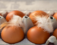 Achou um pelo no ovo? TudoGostoso explica se você deve descartar ou pode consumir o alimento sem risco à saúde