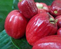 Controla o açúcar no sangue e fortalece a imunidade, ossos e dentes: conheça os benefícios do jambo e como incluir a fruta na sua alimentação