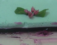 Gelatina Cremosa Bicolor