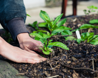 Não tem clima ruim para essas plantas: 7 opções que resistem bem ao calor e ao frio