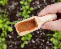 Eu não acreditei quando meu jardineiro me ensinou, mas polvilhar canela em pó na terra das plantas realmente ajuda no crescimento!