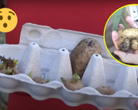 Ah, vai plantar batata... É pra já! Fazer muda de batata-inglesa é muito fácil, você vai precisar de uma caixa de ovo e um lugar escuro