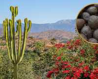 A pequena cidade da Califórnia que se tornou a capital mundial do abacate