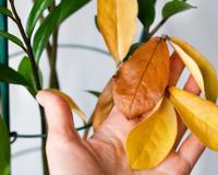 Surgiram folhas amarelas na minha zamioculca e essas dicas salvaram a planta