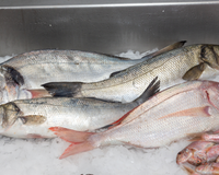 Nem salmão, nem atum: o peixe brasileiro que virou destaque no ranking dos alimentos mais saudáveis do mundo