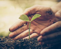 Alimentos replantáveis: quais são e como replantá-los