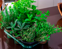 Quem tem varanda precisa conhecer essa erva aromática: ela cresce em vaso e perfuma o ambiente, segundo o TudoGostoso