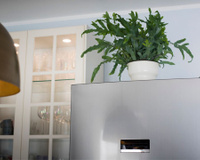 Não é decoração: o que significa colocar uma planta em cima da geladeira, segundo o Feng Shui