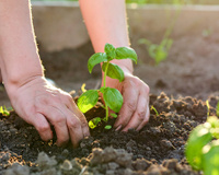 Segundo jardineiros, a planta que repele mosquitos melhor do que a lavanda