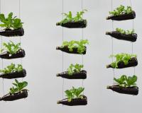 Tenha hortaliças frescas sempre que quiser usando uma garrafa PET para plantá-las, é muito simples!