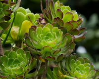 Borrifar álcool em suculentas: para que serve e quando é melhor fazê-lo