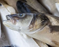 Os pescadores espanhóis concordam: “Esta parte da merluza deve ser removida porque está cheia de parasitas.”