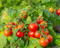 9 em cada 10 jardineiros esquecem deste fertilizante natural que dobra a quantidade de tomates