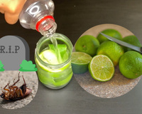 Essa misturinha rápida com limão é o terror das baratas; faça já em sua casa