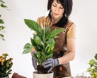 Rinite em alta e você não aguenta mais? Essas 5 plantas vão te ajudar a parar de espirrar rapidinho