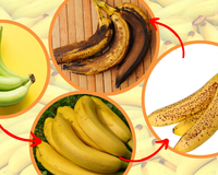 A hora certa de comer a banana: verde, amarela, manchada ou marrom, descubra o que muda nos benefícios de acordo com o amadurecimento da fruta