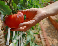 Nunca mais comprei tomate no mercado depois que aprendi que é muito fácil ter em casa (e orgânico!)
