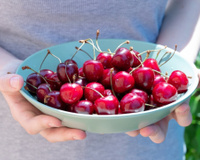 Dá para plantar caroço de cereja? Veja como ter uma cerejeira no jardim de casa