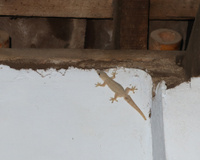 Se lagartixas aparecem o tempo todo na sua casa, a ciência diz que isso não é coincidência