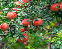 Se você sempre esquece de regar suas plantas, essa árvore frutífera é perfeita para a sua casa: com frutos vermelhos, ela sobrevive semanas de seca!