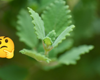 Planta que você pode catar na rua cura doenças de pele: você pode passar a folha direto na área afetada!