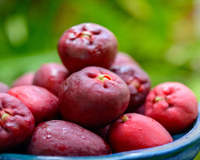 Muitos brasileiros comiam essa fruta na infância, mas poucos sabem que ela previne o infarto e regula a pressão