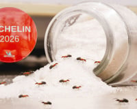 Um restaurante coreano com duas estrelas Michelin foi multado por usar formigas para decorar sobremesas