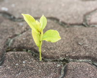 Uma simples folha da calçada pode mudar a vida da sua família e talvez você passe por ela todo dia