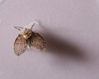 Adeus aos mosquitos de umidade: misturinha caseira com essa planta elimina o inseto da sua casa para sempre