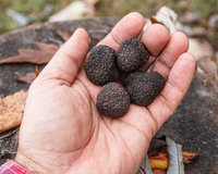Dois amigos, um erro e um sucesso: como eles conseguiram cultivar trufas na cordilheira da Patagônia