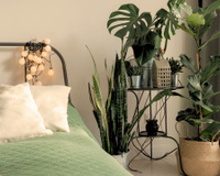 A planta que você nunca imaginaria que deve ser usada no quarto para garantir uma boa noite de sono