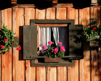 Tenha cuidado com seus gerânios: eles são fáceis de cuidar e florescem por muito tempo, mas há uma coisa que eles não suportam