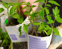 O vegetal que cresce até em caixas de leite e é perfeito para plantar no fim do inverno: você poderá colher em apenas 90 dias