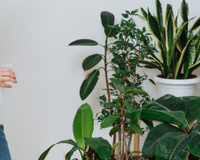 Felipe Castro, jardineiro: "Plantas de interior são, na verdade, plantas de sub-bosque. Se você as agrupar, elas crescerão melhor"