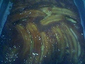 Bolo caramelizado de banana da Cida