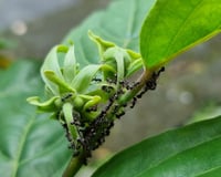 Adeus, formigas nas plantas: aprenda o truque simples com cascas de alho e cravos-da-índia que vão te livrar do problema!