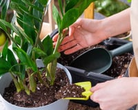 A minha zamioculca quase apodreceu, mas segui as dicas dessa jardineira e salvei a minha primeira planta, ela está linda e plena!