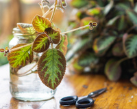 Três plantas de interior que podem viver na água e encher sua casa de verde sem usar terra