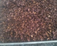 Amendoim de chocolate