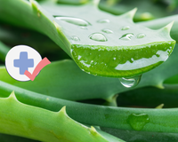 Acelera a cicatrização e melhora a digestão: os benefícios incríveis da aloe vera para a saúde