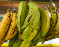 Banana verde, amarela ou com manchas marrons: qual estágio é mais saudável para o seu intestino e para a glicemia?