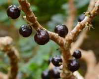 Perfeita para varandas e quintais pequenos: como cultivar jabuticaba em vasos