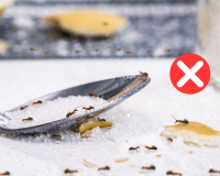 Adeus formigas: o truque simples da vovó que dá certo, é só colocar na cozinha