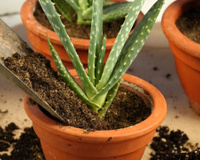 Como plantar babosa em vaso de um jeito muito simples: você precisa desses 3 ingredientes para fazer o substrato perfeito