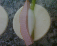 Enroladinho sertanejo