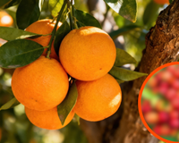 Nem só de laranja vive a vitamina C: conheça a fruta que tem até 100 vezes mais do nutriente e é fácil de encontrar